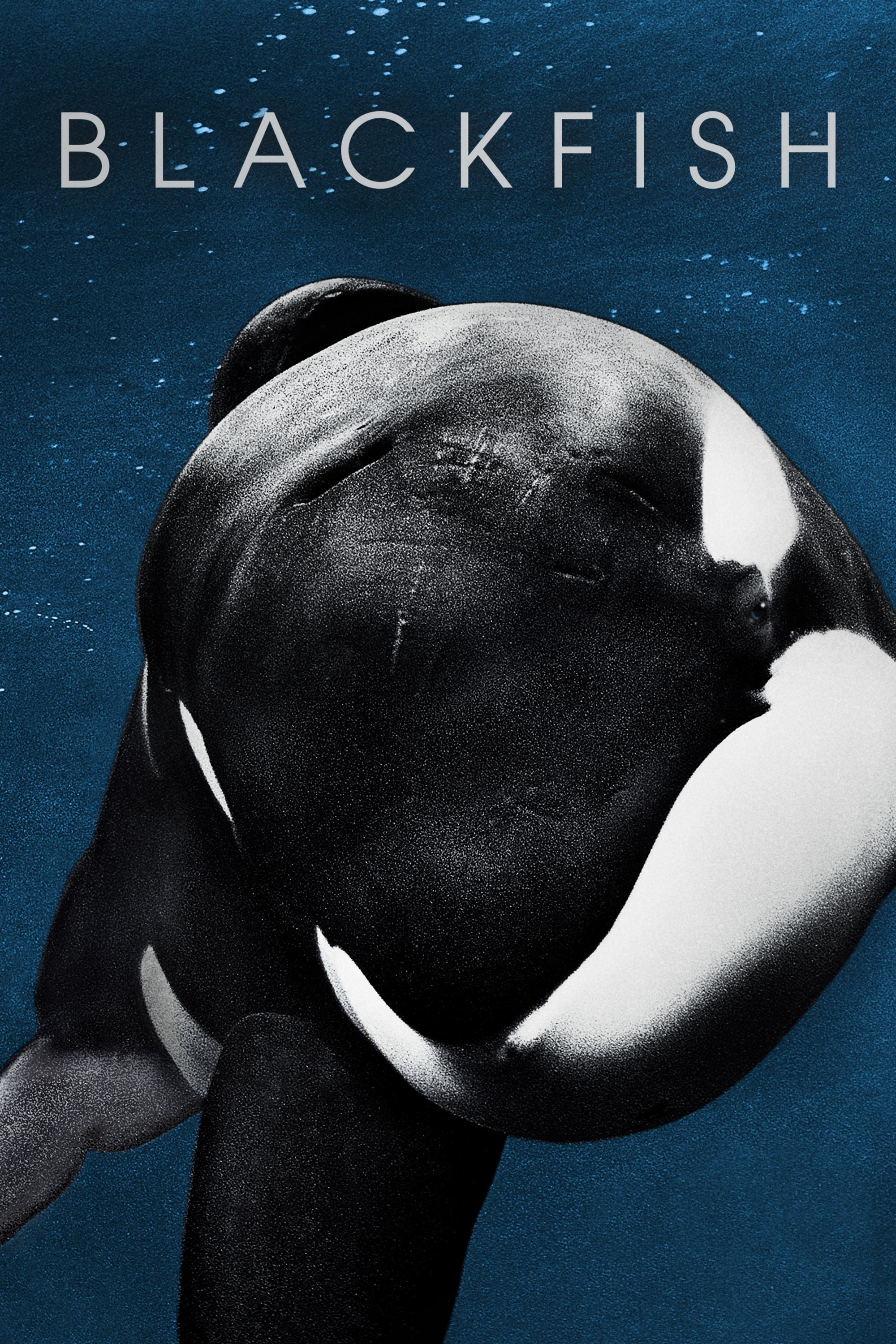  Blackfish: Der Killerwal 