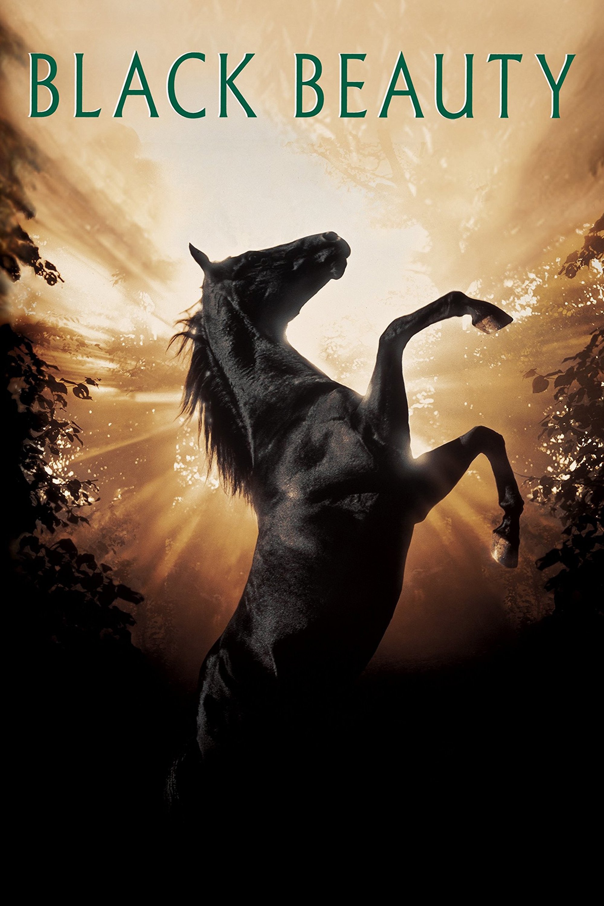  Black Beauty 